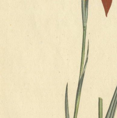 Antique Prints of Red Gladiolus, Purple Gerbera Daisy and Pink Canna Lily, 1799, close-up 1