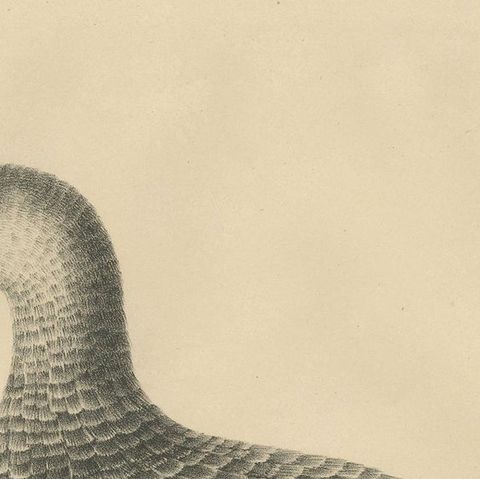 Antique Bird Print of a Weka by Severeyns 'c.1850', close-up 1