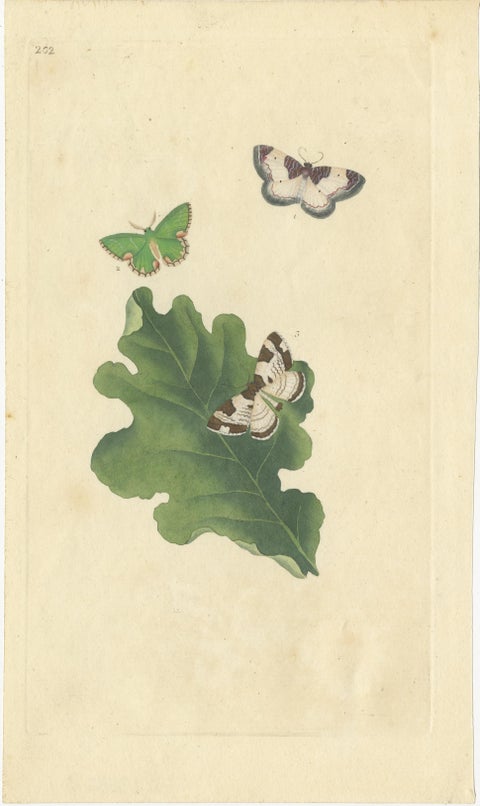 Exquisite Hand-Coloured Butterfly Prints of the 18th and 19th-Century, view 2