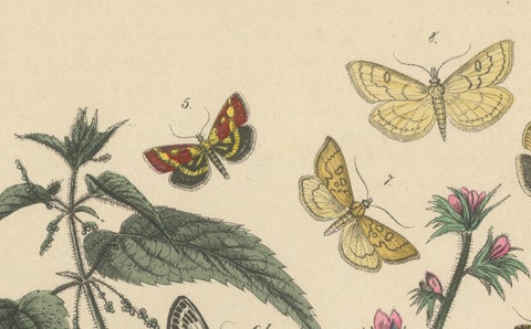 Victorian Moth Illustrations by William Forsell Kirby, 1882, close-up 6