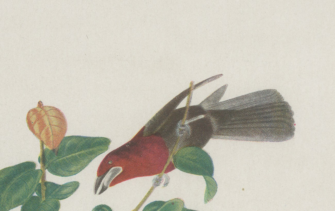 Red Tanagers, Brazilian Bird Print, Descourtilz, 1944, view 3