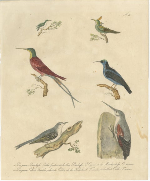 Antique Hummingbirds & Treecreepers Lithograph by Karl Joseph Brodtmann, 1816, view 2