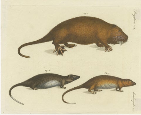 Original Antique Print of Hydromys Species, a Genus of Semiaquatic Rodents, view 2