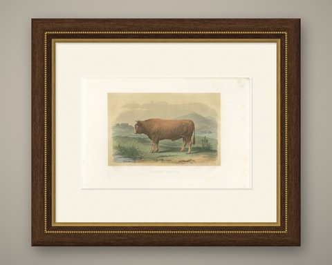 Limousin Bull, Antique French Cattle Print after Melin, 1873, shown framed