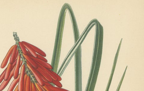1897 Chromolithograph of the Flame Flower from Step's Botanical Collection, close-up 1