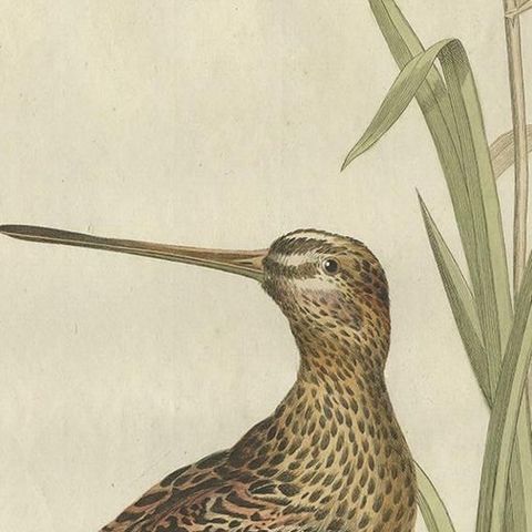 Antique Bird Print of a Common Snipe by Sepp & Nozeman, 1797, close-up 1
