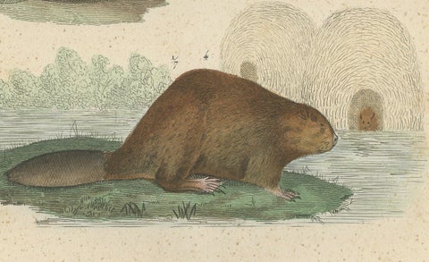 Antique Engraving of Rodents: Hamster, Jerboa, Pocket Gopher, and Beaver - 1825, close-up 2