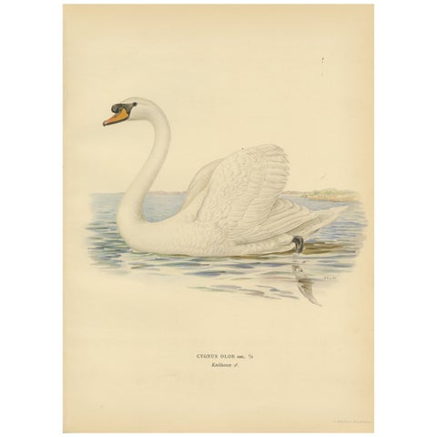 Grace on the Water: The Mute Swan (Cygnus olor) in Repose, 1929