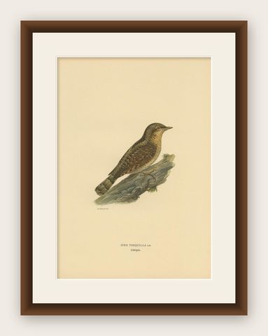 Antique Bird Print of the Eurasian Wryneck by Von Wright, 1927, shown framed