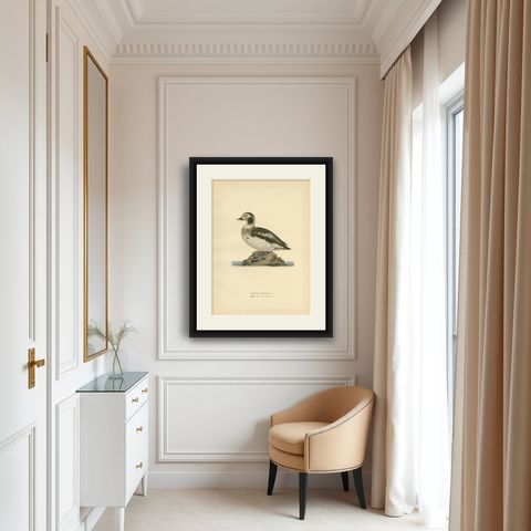 Antique Bird Print of a Young Long-Tailed Duck by Von Wright '1929', shown framed in a room