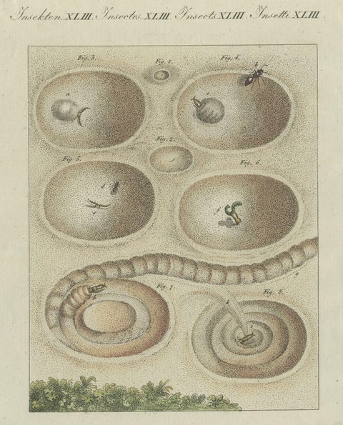 Antique Print of a Lion Ant creating a Funnel Shaped Trap in Sand, close-up 2