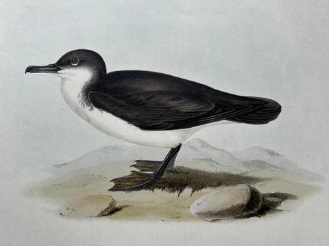Dusky Shearwater, Antique Bird Lithograph by John Gould, c.1832, view 8