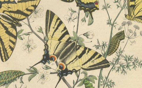 1856 Hand-Colored Lithograph of Swallowtail Butterflies and Caterpillars, close-up 2