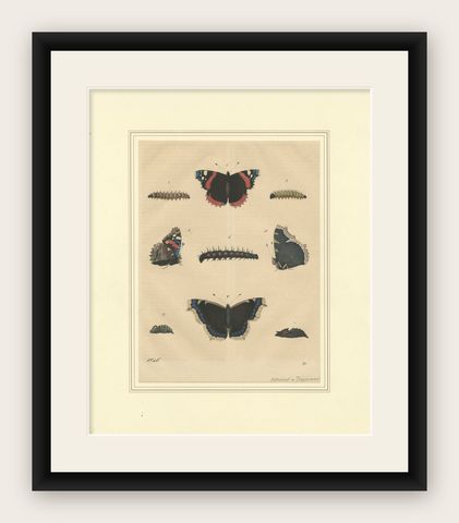"Admiral Butterfly Lifecycle" - Hand-Colored Natural History Plate (1846), shown framed