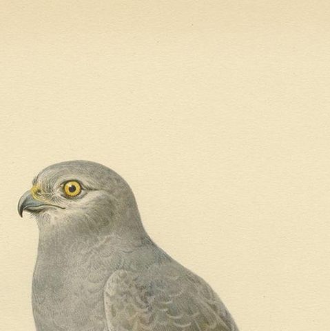 Antique Bird Print of the Montagu's Harrier by Von Wright, '1929', close-up 1
