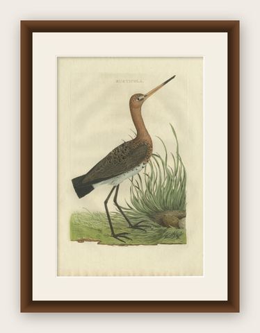 Antique Bird Print of the Black-Tailed Godwit by Sepp & Nozeman, 1770, shown framed