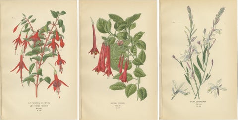 Botanical Prints: Fuchsia Globosa, Fuchsia Fulgens & Gaura Lindheimeri, 1897, view 5