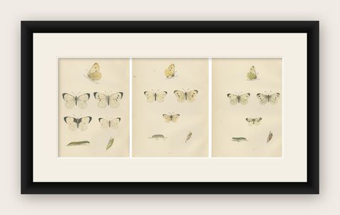 Winged Elegance: Stages of Lepidopteran Grace, Published in 1890, shown framed