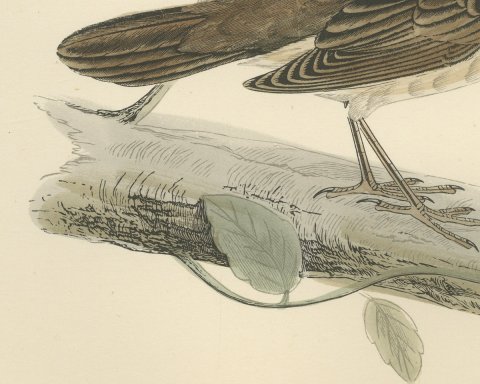 Savi's Warbler on a Fallen Log, Hand Colored Morris Bird Print, 1896, close-up 2