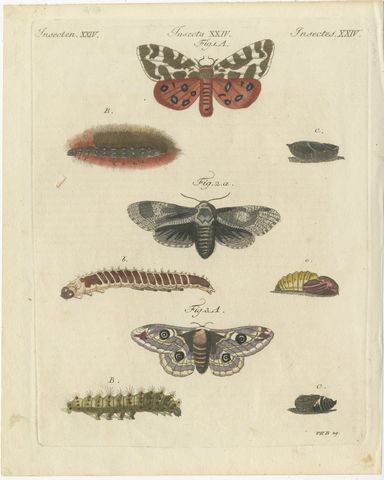 Garden Tiger Moth and Emperor Moth, Antique Bertuch Print, Vienna, circa 1805, view 2