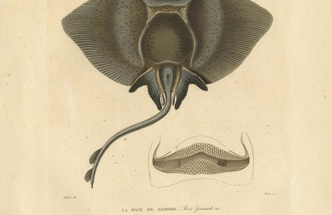 Rare Decorative Hand-colored Antique Plate of The Gaimard's Ray Fish, 1842, close-up 3