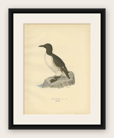 Antique Bird Print of the Common Troille by Von Wright, 1929, shown framed