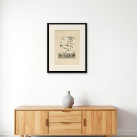 Mummies of Ibis and Skeletal Remains, Egypt, Antique Engraving, c.1802, shown framed on a wall