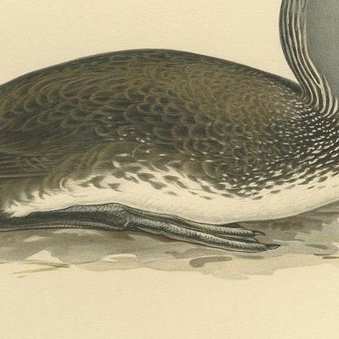 Antique Bird Print of the Red-Throated Loon by Von Wright '1929', close-up 2