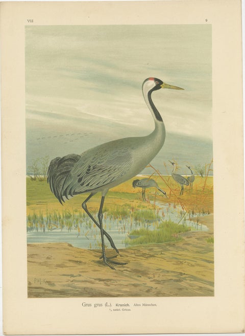 Majestic Common Crane in Wetland Landscape, Antique Bird Chromolithograph, 1880, view 2