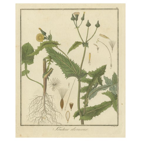 Botanical Illustration of Sonchus Oleraceus or Common Sow Thistle, 1822