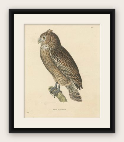 19th Century Ornithological Illustration of the Leschenault's Owl, 1838, shown framed