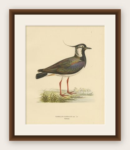 Iridescent Majesty: Vintage Print of The Northern Lapwing by Von Wright, 1929, shown framed