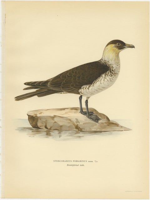 Antique Bird Print of the Pomarine jaeger by Von Wright, 1929, view 3
