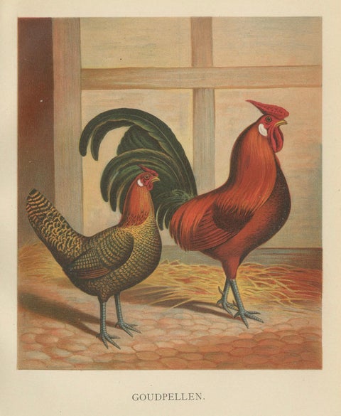 The Majestic Golden Penciled Chicken - A Rare 19th Century Poultry Lithograph, close-up 5
