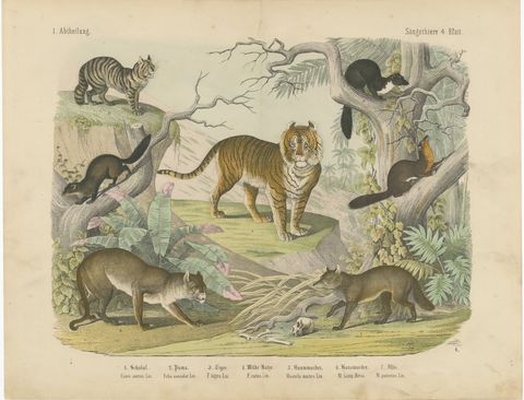 Antique Tiger and Puma Print with Wildcat and Martens, Kolb Mammals, circa 1890