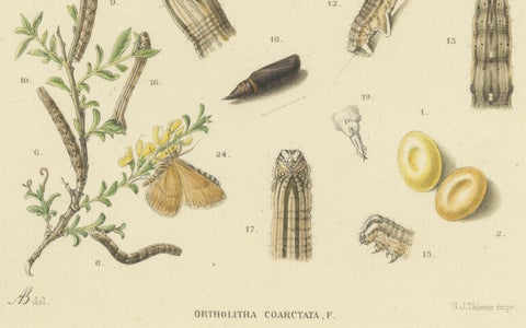 Antique Moth Pair Xylina Lambda Ortholithia by Sepp & Brants - Handcolor, 1905, close-up 6