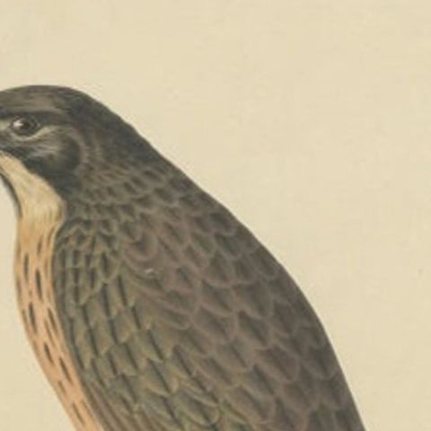 Antique Bird Print of the Grasshopper Buzzard by Severeyns, c.1850, close-up 1
