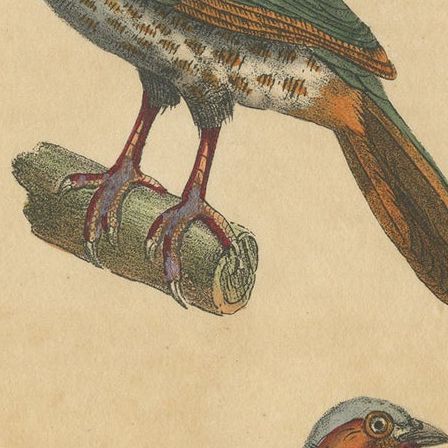 Pl. 23 Antique Bird Print of the Marail Guan and a Partridge by Lejeune 'c.1830', close-up 1