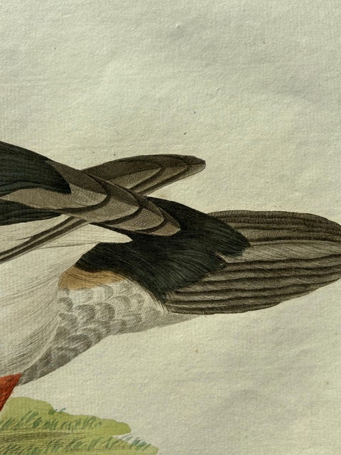 Common Goldeneye Duck, Antique Bird Engraving by Nozeman and Sepp, 1809, view 5