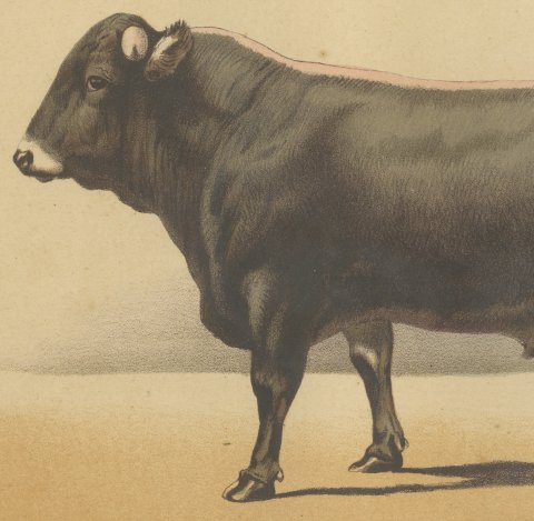 Schwyz Bull, Swiss Brown Cattle Chromolithograph by Olivier de Penne, 1863, close-up 2