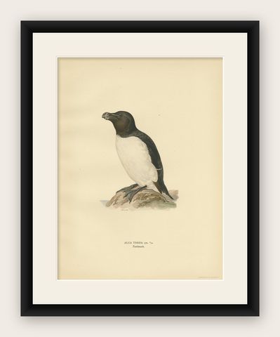 Antique Bird Print of the Razorbill or Lesser Auk by Von Wright, 1929, shown framed