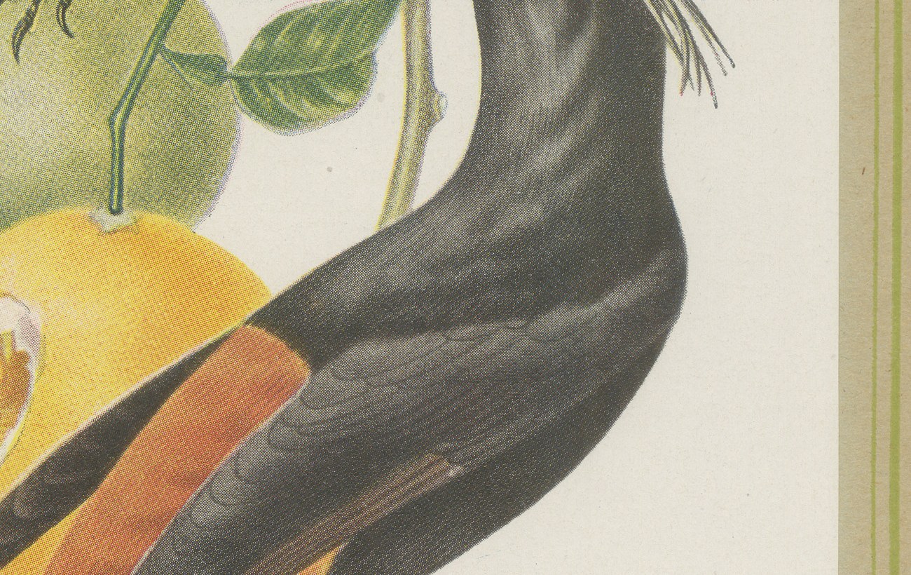 Orioles and Caciques, Brazilian Bird Print, Descourtilz, 1944, view 5