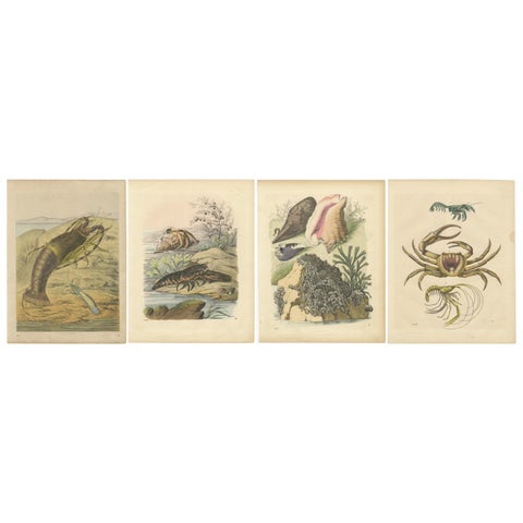Antique Marine Prints, Lobster, Crabs, Shells, and Mollusks, circa 1850