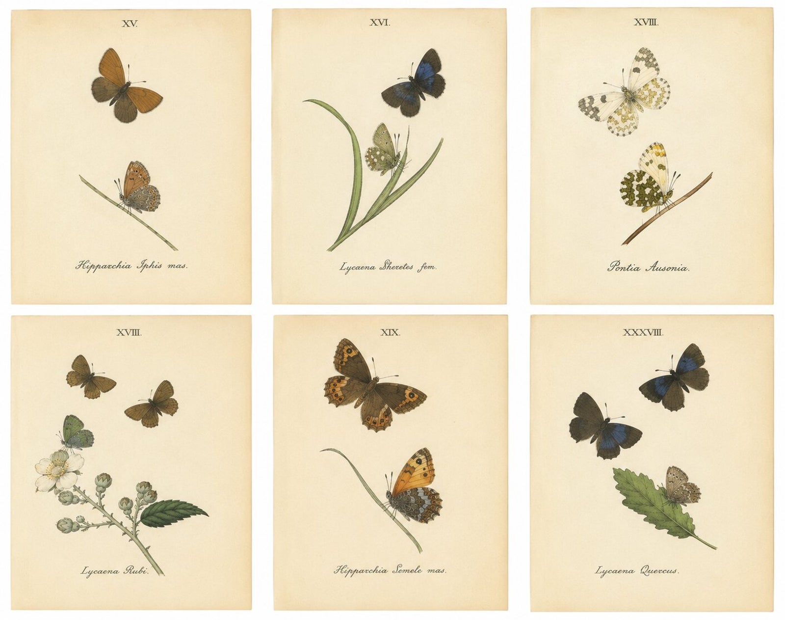 Small-Format Butterfly Engravings with Botanical Studies, 1835