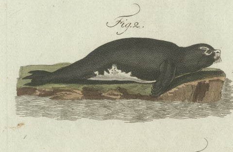 Original Antique Print of Seals, Sea Lion and Manatee by Bertuch, 1790, close-up 5