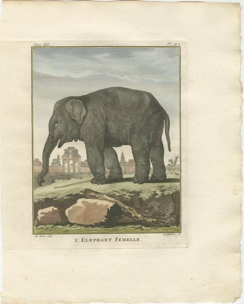 Charming Elephant Pair, Antique Hand-Coloured Prints by Buffon, 1769, view 3