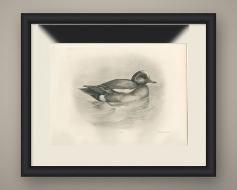 Wigeon, Antique Bird Print after Lilian Medland, circa 1909, shown framed