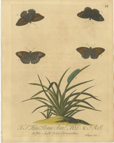 Butterflies on Grasses with Caterpillar, Albin Hand-Colored Engraving, 1720, view 2