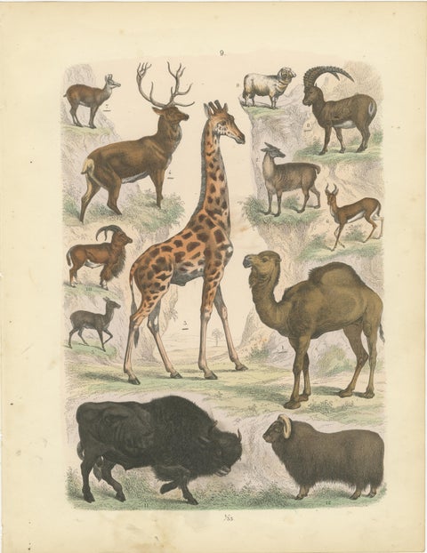 Ungulates Print: Giraffe, Camel, Bison & Antelope, Antique 1867, view 2