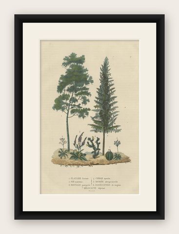 A Heritage of Flora: Original Antique Engraving of Diverse Plant Species, 1845, shown framed